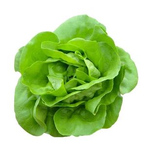 寿光奶油生菜苗秧脆甜好吃大速结球红皱生菜种子耐寒易种植带土球