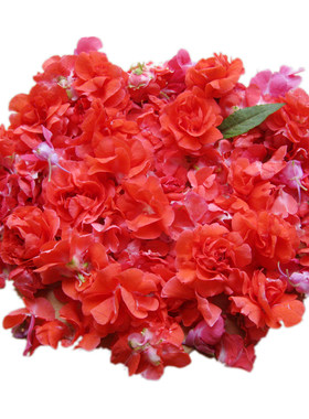 凤仙花染发染指甲花粉