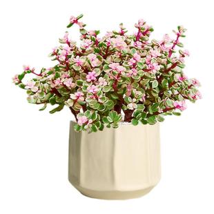 雅乐之舞多肉植物金枝玉叶盆栽老桩室内桌面观赏爆盆花卉喜阳植物