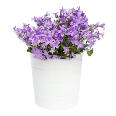 多年生风铃草花苗阳台四季种易活