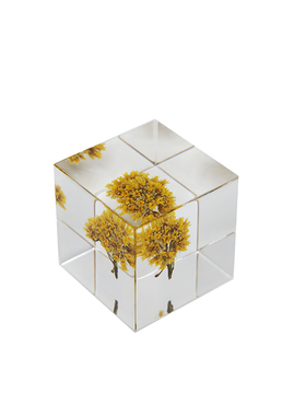 NEWKNG流晶小球菊永生花植物标本