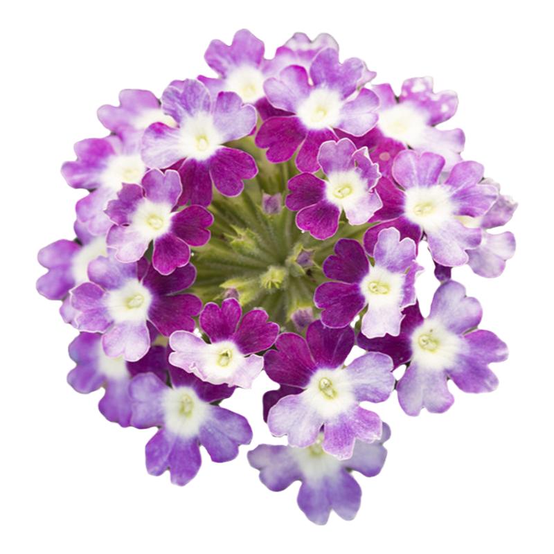 别墅庭院花卉美女樱花种籽易种活