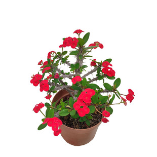 中小花鸡血红虎刺梅盆栽国旗红血色铁海棠阳台楼顶门口耐暴晒花卉