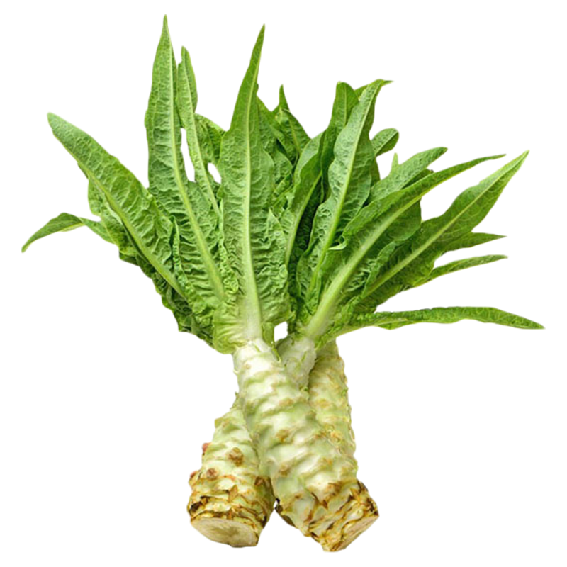 科光一号莴苣种籽香莴笋四季莴苣种子莴笋菜籽种孑夏秋耐热莴苣籽
