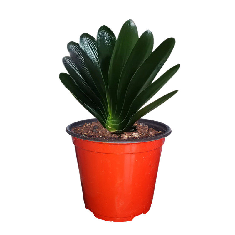 长春精品四季君子兰盆栽水晶暴龙宽叶麻脸油匠短叶立板花卉坑纹苗