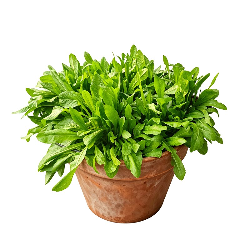 牧草四季牛羊种籽子再生大叶菊苣