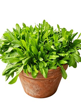 牧草四季牛羊种籽子再生大叶菊苣