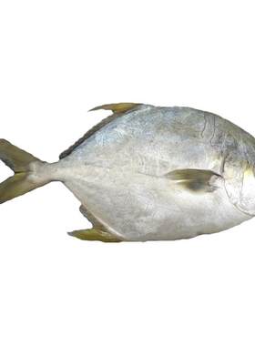大连海鲜新鲜深海金鲳鱼