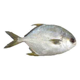 大连海鲜鲜活深海海鱼平鱼新鲜昌鱼扁鱼年货送礼盒冷速冻大金鲳鱼