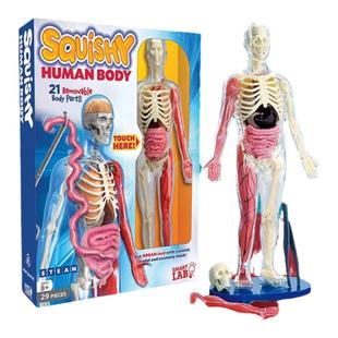 美国smartlab人体模型骨骼结构内脏医学人体骨骼模型骨架教学玩具