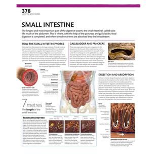 DK完整的人体权威的视觉指南英文原版 The Complete Human Body The Definitive Visual Guide 人体解剖学图解画册精装艺术书