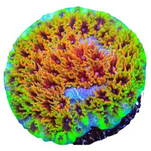 微孔珊瑚圆帽珊瑚尼罗河珊瑚瓦片珊瑚奶嘴海葵软体珊瑚海缸海水鱼