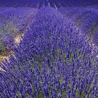 Lavender seeds, Provence lavender seeds, potted plants, easy to survive, indoor and outdoor fragrant grass seeds thumbnail 3