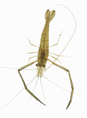 中国斗虾大眼贼虾长臂虾长脚虾