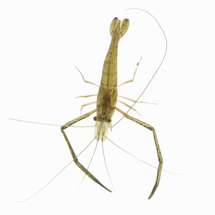 重庆大眼贼虾中国斗虾长臂虾长脚虾子河虾除澡虾小溪流虾观赏虾苗