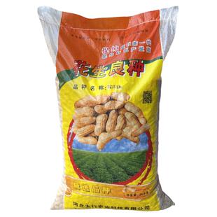 冀花5号山东农家自种带壳生花生种子抗病早熟白皮薄皮高产大田孑