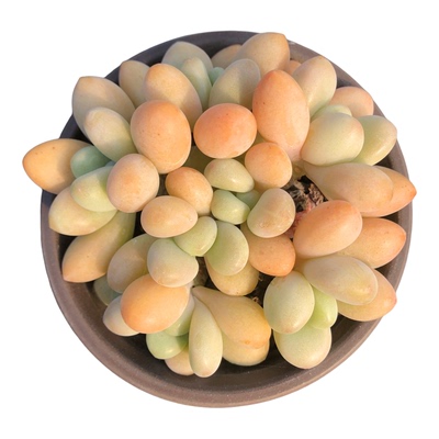 丸叶洛神多肉植物群生老桩