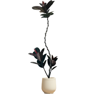 黑金刚橡皮树客厅大盆栽造型室内大型绿植好养四季办公室阳台植物