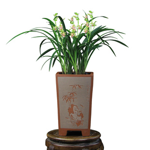 德芳兰业名贵兰花苗四季建兰梨山狮王带花苞开花浓香室内花卉盆栽