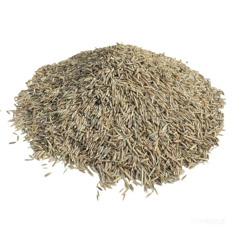 多年生黑麦草种籽子牧草种子畜牧