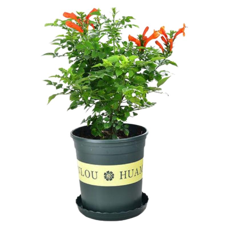 凌霄花苗盆栽爬藤植物庭院阳攀援花卉当年开花炮仗花藤本盆栽花