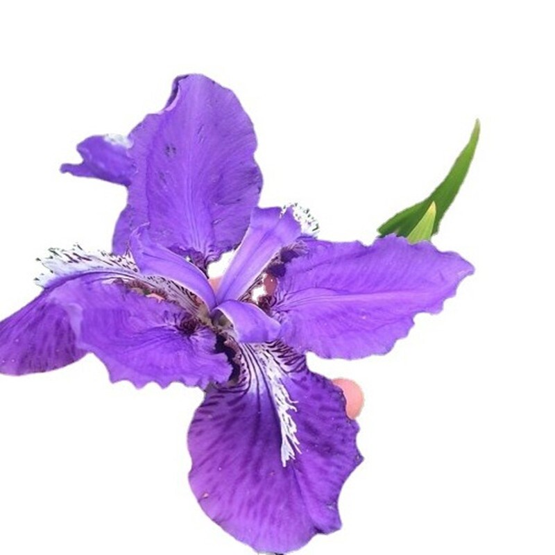 鸢尾花蓝蝴蝶多年生花苗盆栽地栽庭院阳台花卉耐寒风雨兰香水百合