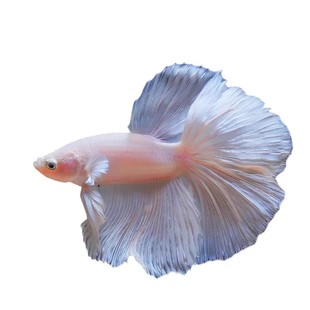 网红泰国斗鱼观赏鱼好养耐活一公一母小型淡水热带鱼练手婚纱鱼