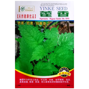 藿香种子食用解暑藿香正气香草种籽夏季四季种植阳台盆栽香料种孑