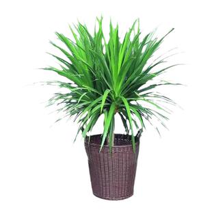 龙血树客厅绿植盆栽多头龙须树铁黑珍珠绿植室内落地大型老桩树苗