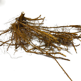 阳台庭院艾根艾草种植艾叶艾草种子种苗食用药用驱蚊洗澡泡脚