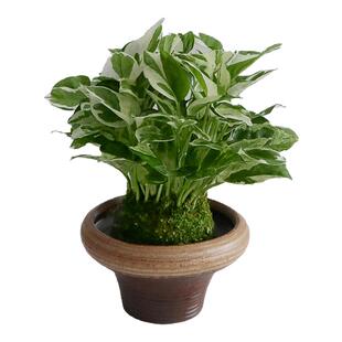 白金葛油画绿萝苔藓球盆栽爬藤垂吊绿植室内客厅桌面好养盆栽吊兰