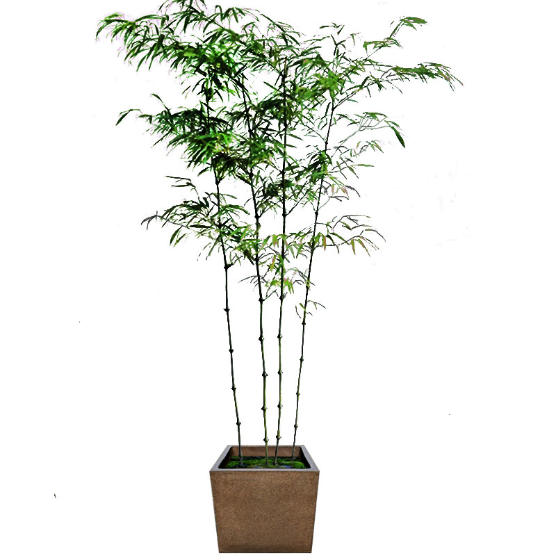 竹子罗汉竹名贵竹子庭院盆栽