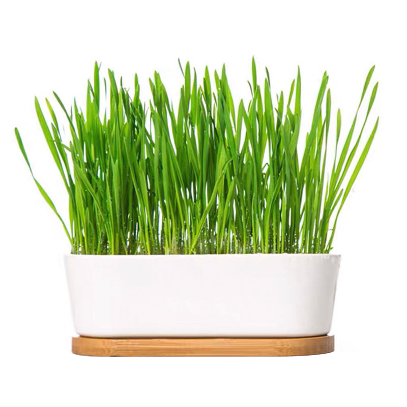 种植陶瓷盆栽防倾倒催吐毛球猫草