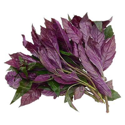 食用紫苏种子双面大叶苏子叶种籽