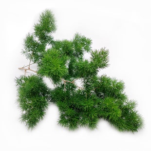新鲜蓬莱松 松针 松树针叶 新鲜采摘酒店西餐餐饮摆盘装饰10支/盒