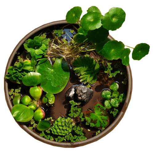 兔耳浮萍水草鱼缸造景水生植物一叶莲碗莲水培铜钱草净水植物迷你