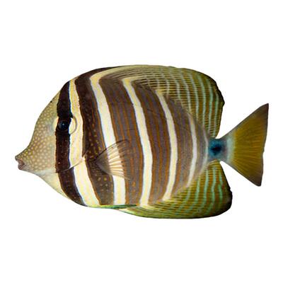 大帆吊三角吊海水观赏鱼已检疫