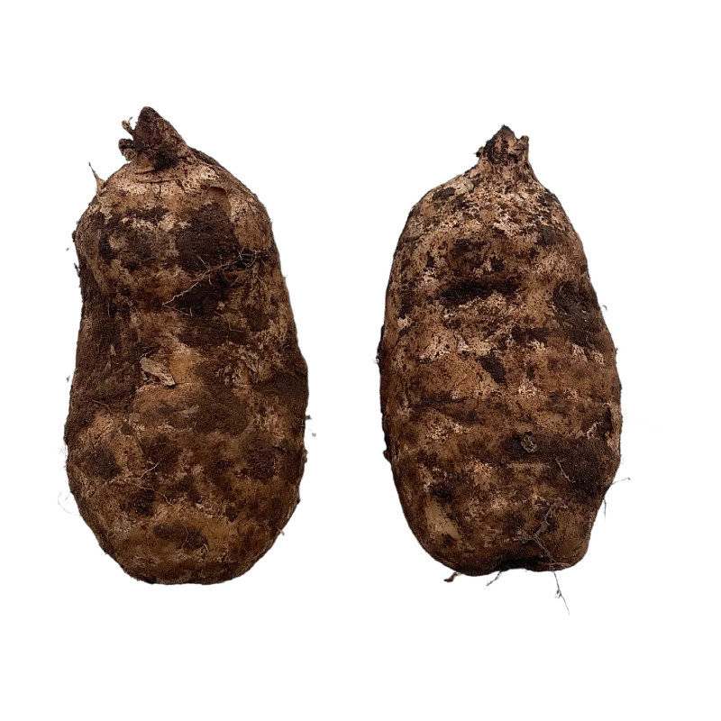 云南昭通小草坝新鲜天麻新货现挖