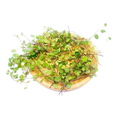 廊下滋味新鲜千叶吊兰1盒