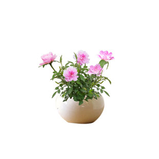 姬月季苔藓球四季室内绿植茶室迷你微型盆景小盆栽耐活苔藓微景观