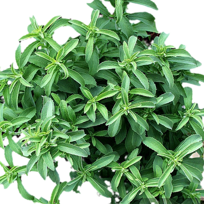 甜叶菊种籽四季播种包成活包出芽