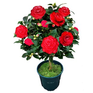 赤丹红茶花盆栽树苗带花苞室内花卉四季阳台绿植当年开花山茶精选