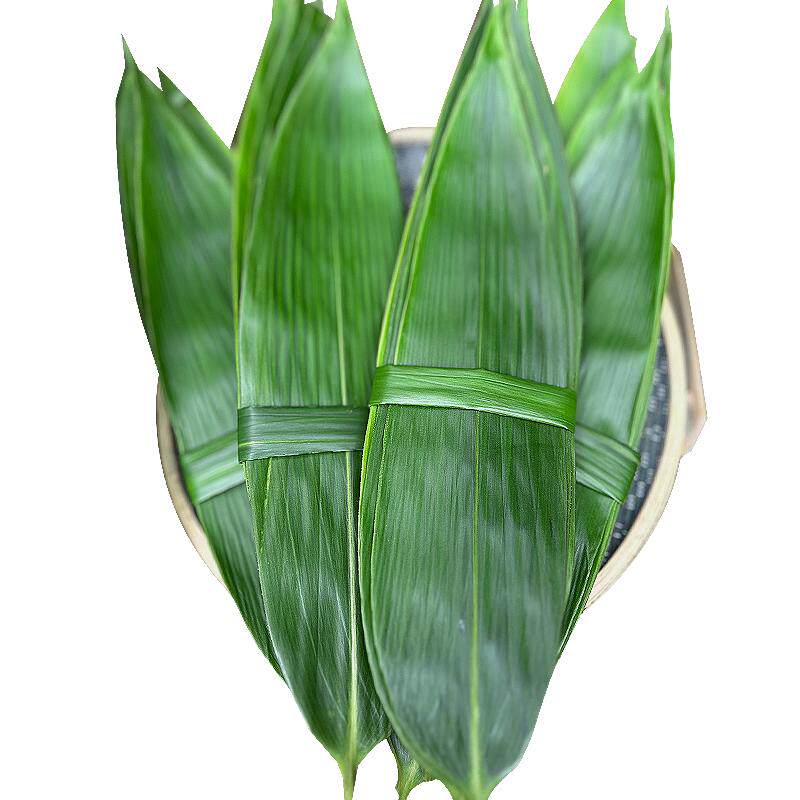 粽叶新鲜精选大叶包粽子端午节