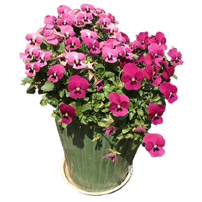 角瑾露天耐寒花期长皮实好养草花