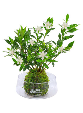 小叶栀子花盆栽四季苔藓球植物