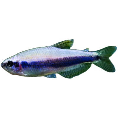 帝王小型草缸淡水招财活体灯科鱼