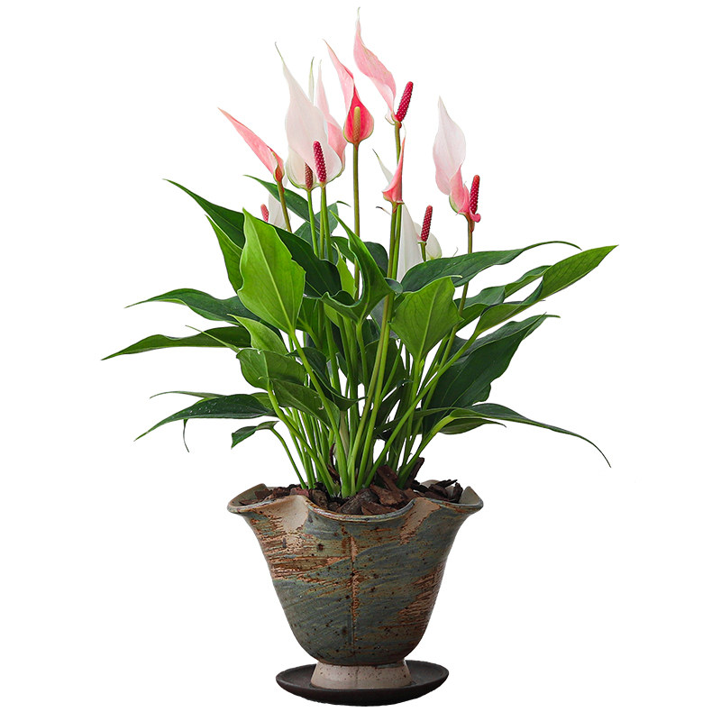 粉掌莉莉盆栽办公室内桌面绿植花卉大全四季开花植物好养红掌盆景