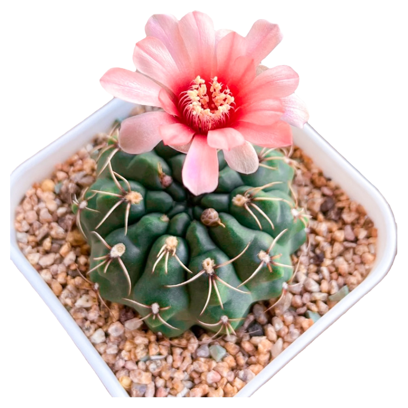 开花仙人球仙人掌科带花苞绯花玉精品多肉植物幼儿园小盆栽好养活