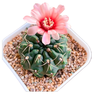 开花仙人球仙人掌科带花苞绯花玉精品多肉植物幼儿园小盆栽好养活