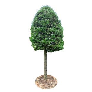 竹柏树苗竹柏大树盆栽竹柏大苗独杆庭院绿化植物四季常青